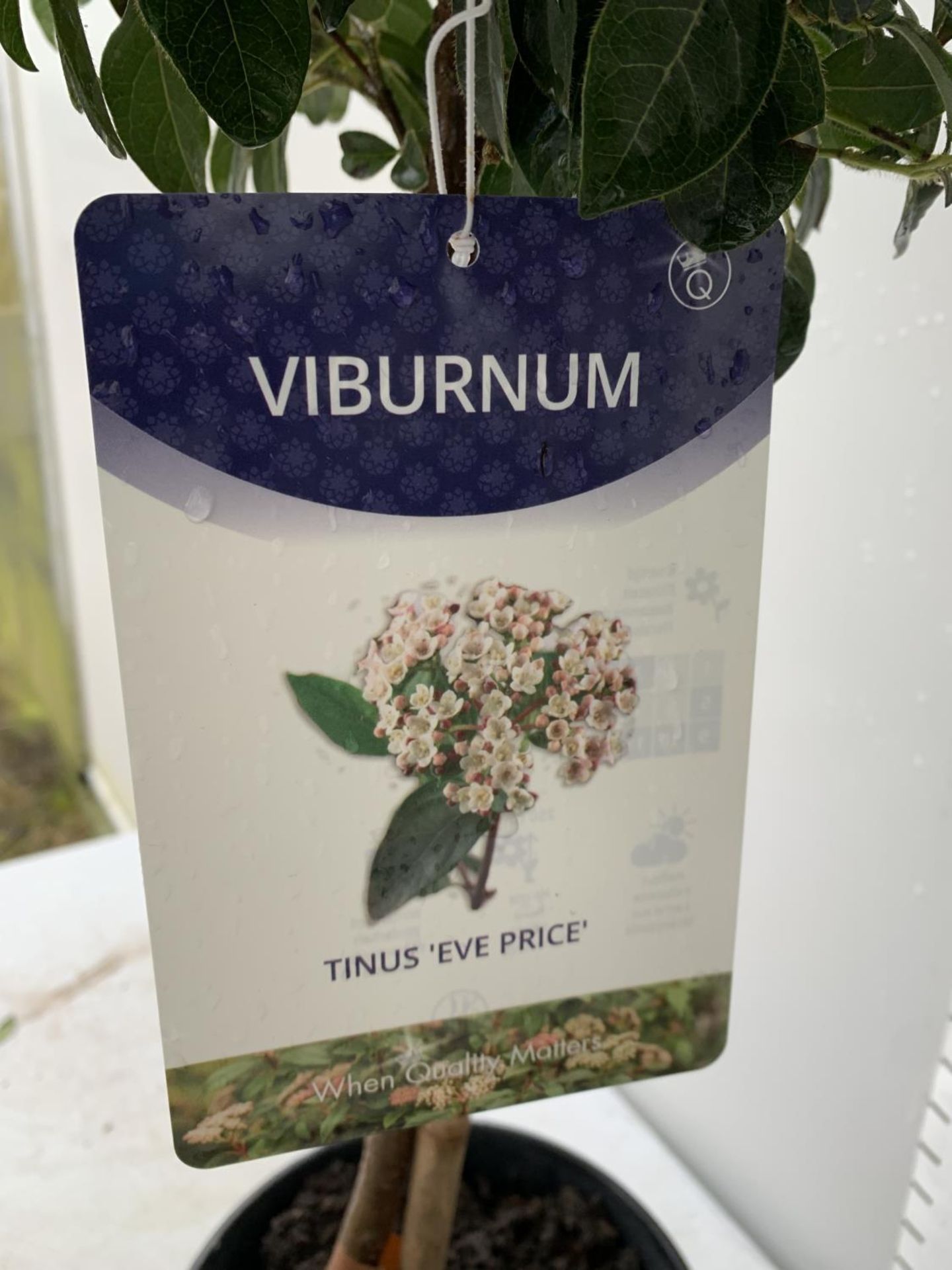 TWO VIBURNUM 'EVE PRICE' STANDARD TREES APPROX 110CM IN HEIGHT IN 5 LTR POTS PLUS VAT TO BE SOLD FOR - Image 7 of 8