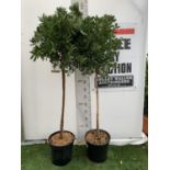 TWO CALLISTEMON BOTTLE BRUSH STANDARD TREES APPROX 170CM IN HEIGHT IN 10 LTR POTS PLUS VAT TO BE