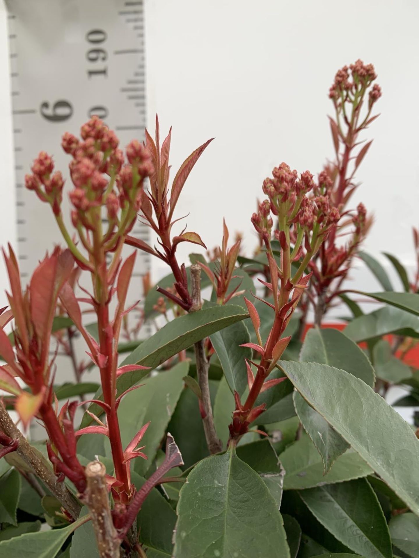 TWO PHOTINIA FRASERI 'RED ROBIN' STANDARD TREES APPROX 180CM IN HEIGHT IN 15 LTR POTS PLUS VAT TO BE - Image 9 of 14