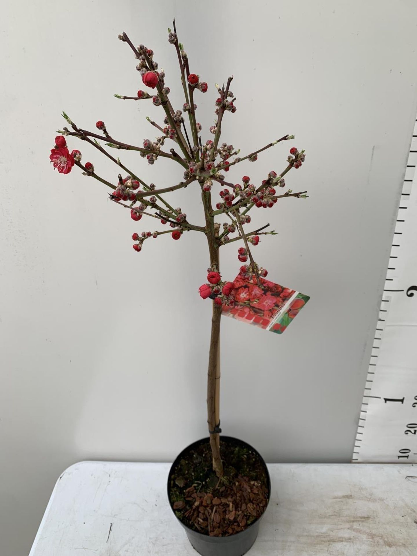 ONE FLOWERING CHERRY PRUNUS PERSICA 'MELRED' RED APPROX 110CM IN HEIGHT IN A 4LTR POT PLUS VAT - Image 4 of 10