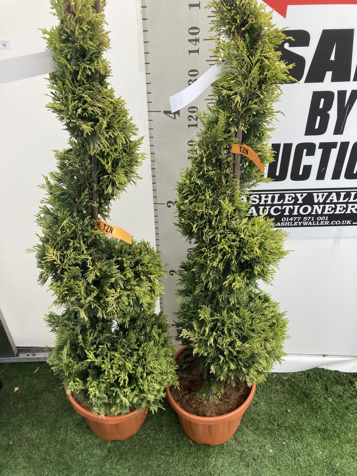 TWO SPIRAL CUPRESSOCYPARIS LEYLANDII 'GOLD RIDER' OVER 150CM IN HEIGHT IN 15LTR POTS TO BE SOLD - Image 3 of 4