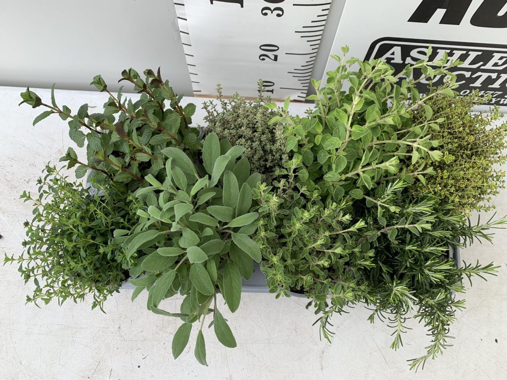 EIGHT MIXED HERBS IN 1 LITRE POTS TO INCLUDE ROSEMARY, THYME, MINT AND SAGE APPROX 30CM IN HEIGHT NO - Image 3 of 8