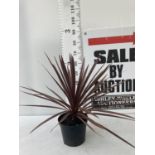 ONE CODYLINE AUSTRALIS 'RED STAR' APPROX 70CM IN HEIGHT PLUS VAT IN A 5 LTR POT