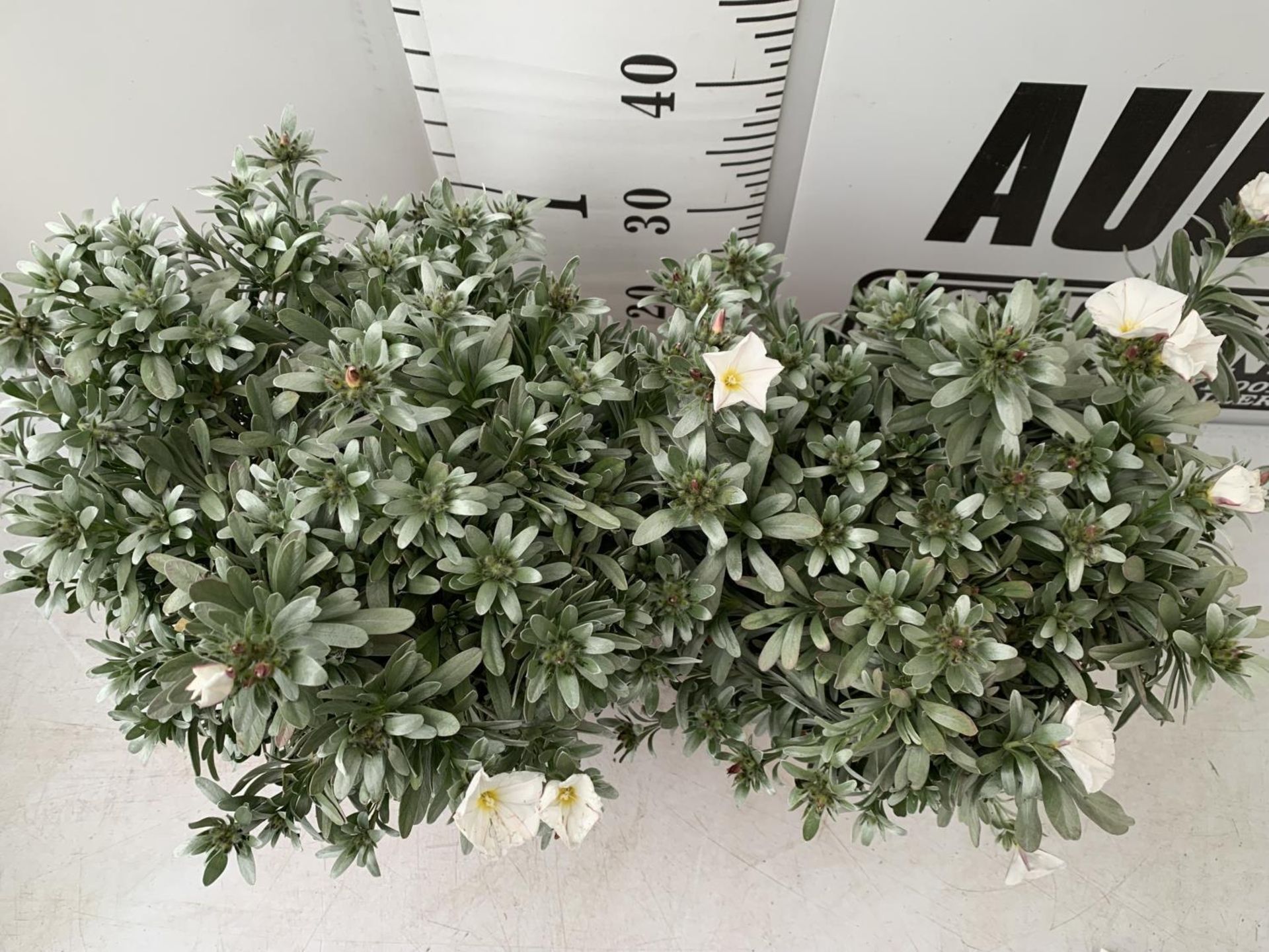 TWO CONVOLVULUS CNEORUM WITH WHITE FLOWERS IN 5 LTR POTS APPROX 45CM IN EHIGHT PLUS VAT TO BE SOLD - Image 4 of 8