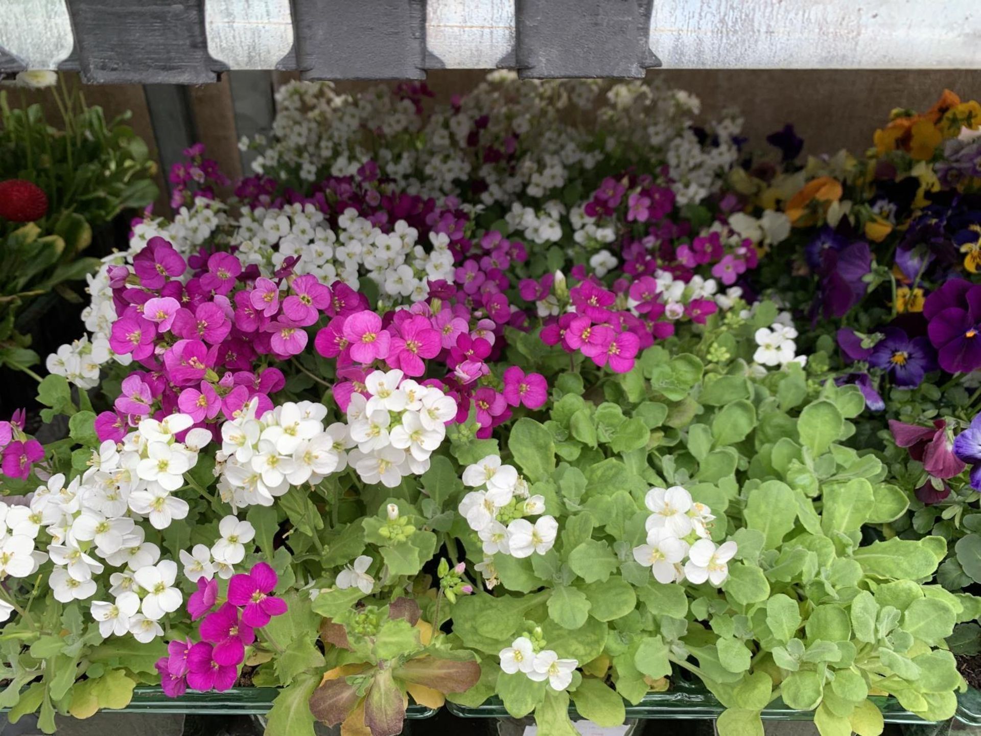 84 MIXED BEDDING PLANTS TO INCLUDE MIXED VIOLA , MIXED BELLIS ETC IN TRAYS OF 6 PLUS VAT TO BE - Image 4 of 10