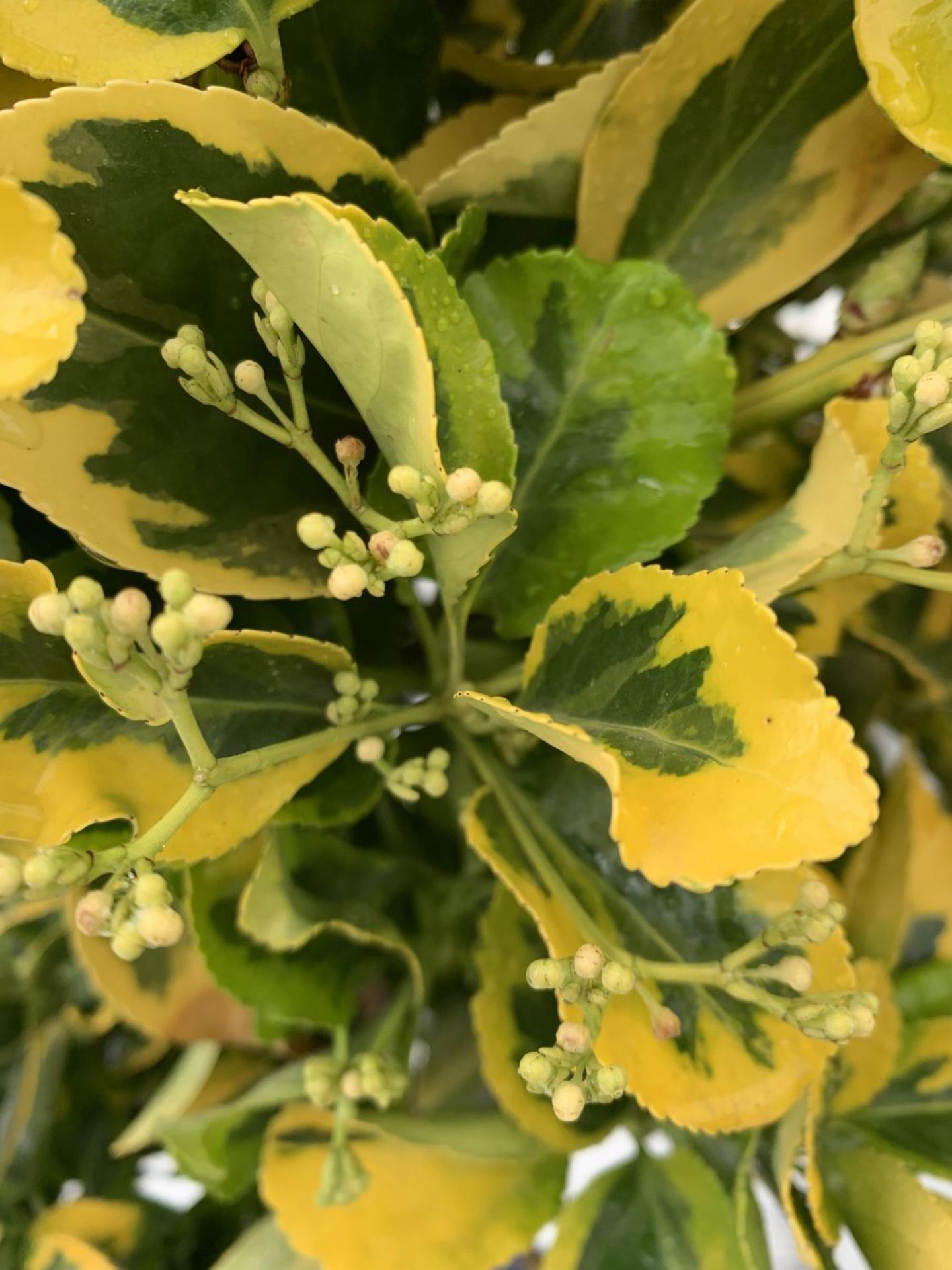 TWO EUONYMUS JAPONICUS STANDARD TREES APPROX 120CM IN HEIGHT IN 4 LTR POTS PLUS VAT TO BE SOLD FOR - Image 5 of 8