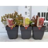 THREE ASSORTED BERBERIS THUNBERGII 'RUBY STAR' 'TINY GOLD' AND 'ADMIRATION' IN 2 LTR POTS PLUS VAT