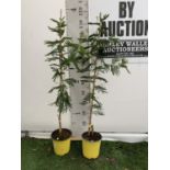 TWO MIMOSA GAULOIS IN 2 LTR POTS APPROX 110CM IN EHIGHT PLUS VAT TO BE SOLD FOR THE TWO