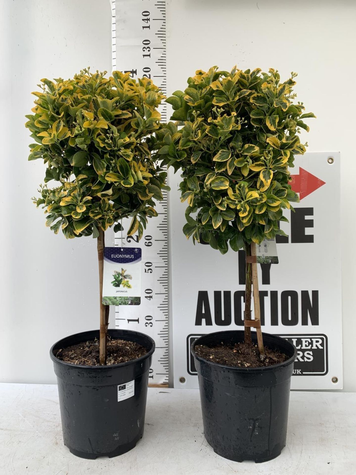 TWO EUONYMUS JAPONICUS STANDARD TREES APPROX 120CM IN HEIGHT IN 4 LTR POTS PLUS VAT TO BE SOLD FOR - Image 2 of 8