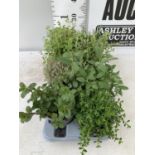 EIGHT MIXED HERBS IN 1 LITRE POTS ROSEMARY, THYME, MINT AND SAGE APPROX 30CM IN HEIGHT NO VAT TO