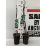 TWO FIGS 'BROWN TURKEY' IN 20CM HIGH POTS OVER 90CM IN HEIGHT NO VAT TO BE SOLD FOR THE TWO