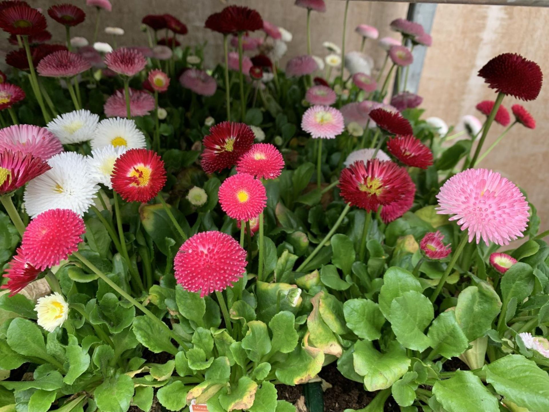 84 MIXED BEDDING PLANTS TO INCLUDE MIXED VIOLA , MIXED BELLIS ETC IN TRAYS OF 6 PLUS VAT TO BE - Image 9 of 10