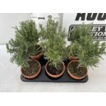 SIX MINIATURE ROSEMARY STANDARD TREES IN TERRACOTTA POTS 35CM IN HEIGHT NO VAT TO BE SOLD FOR THE