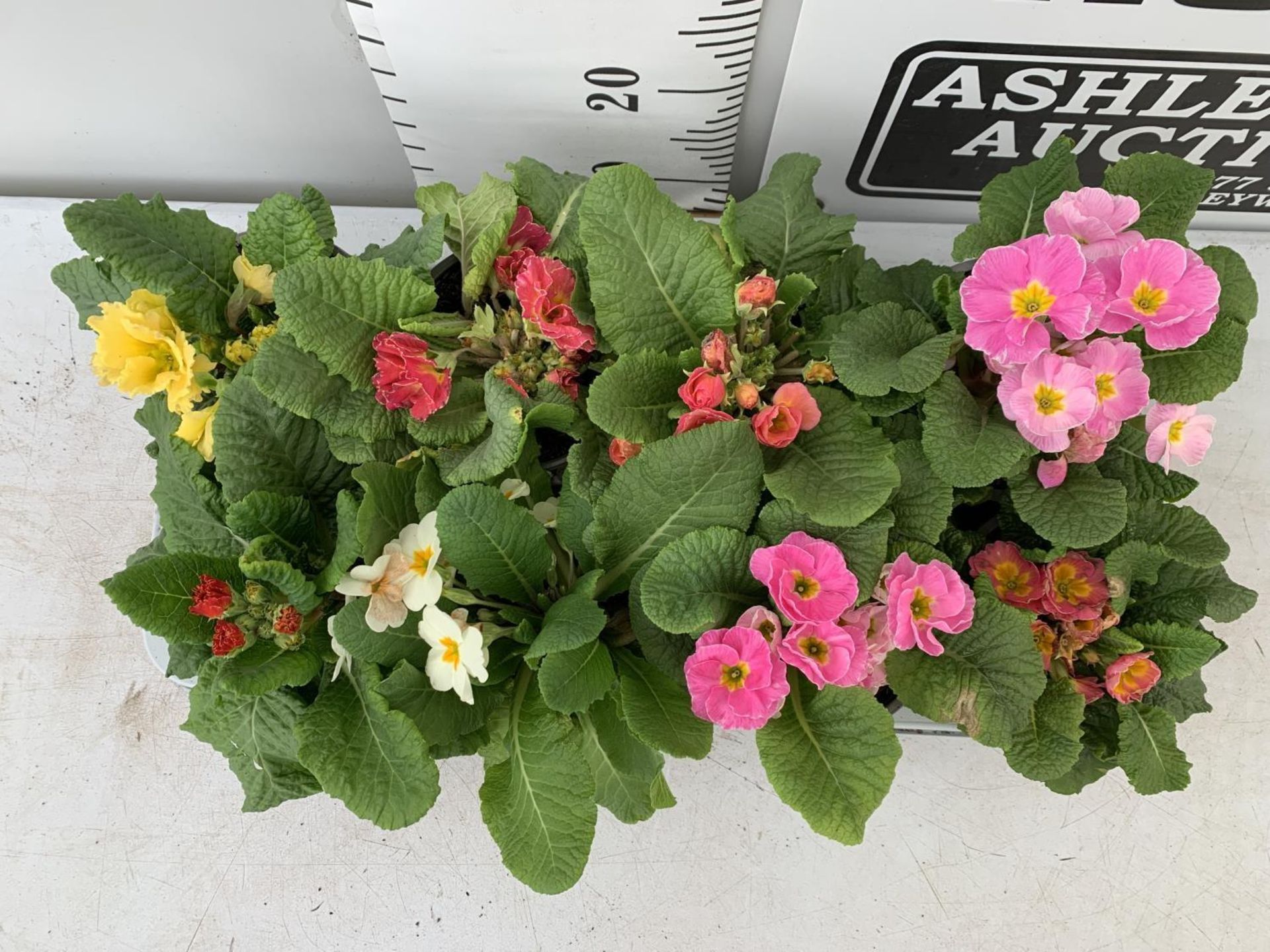 EIGHT DOUBLE PRIMROSE PLANTS ON A TRAY MIXED COLOURS PLUS VAT TO BE SOLD FOR THE EIGHT - Image 4 of 6