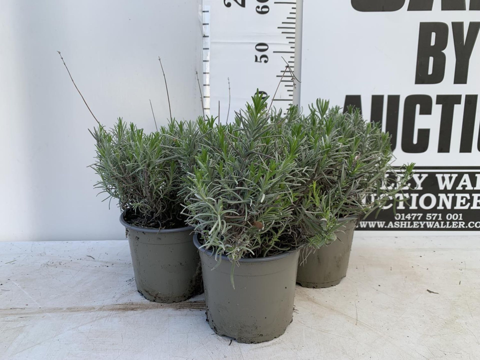 THREE LAVENDER 'MUNSTEAD' APPROX 35CM IN HEIGHT IN 2 LTR POTS PLUS VAT TO BE SOLD FOR THE THREE