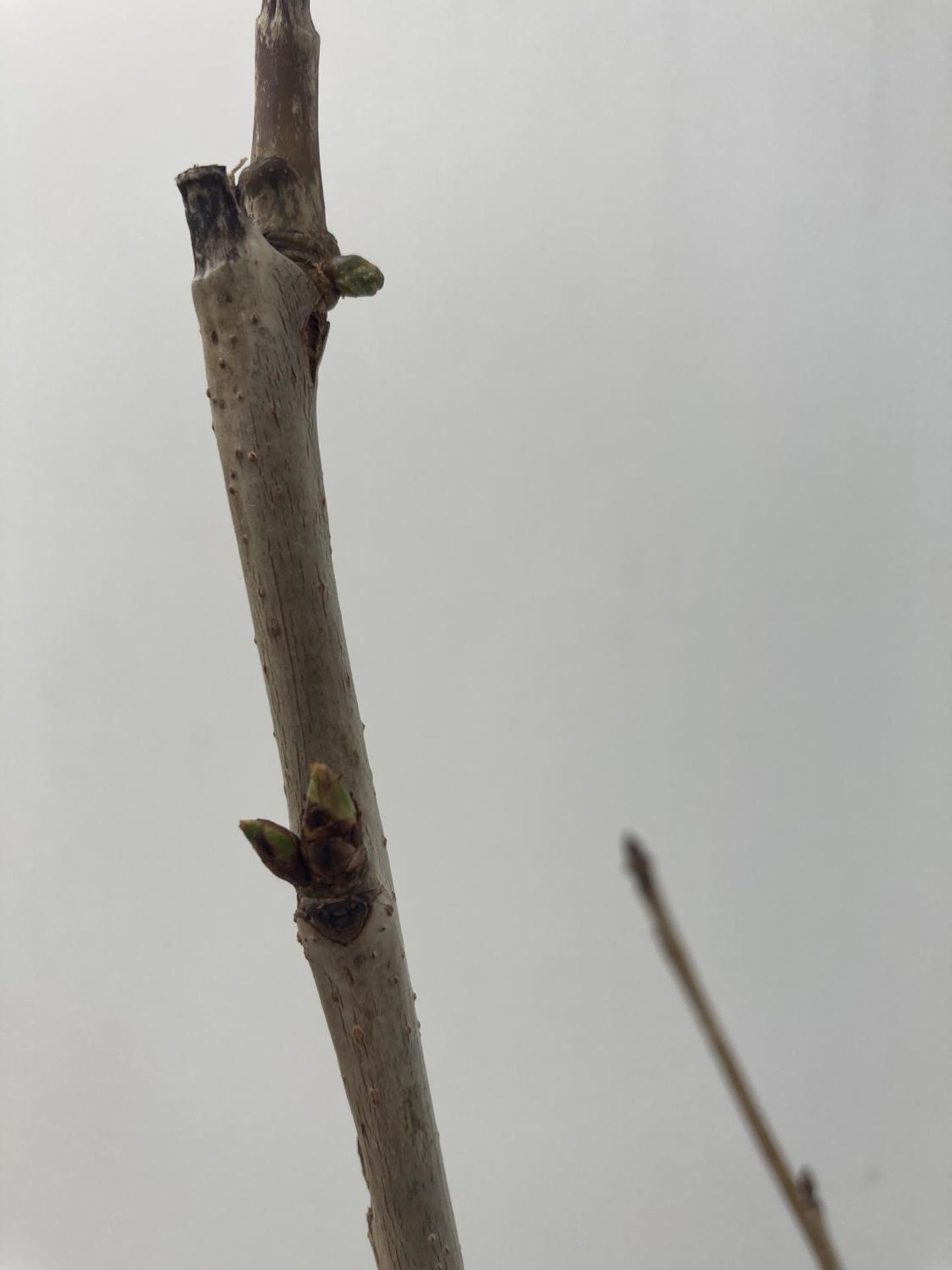 TWO FRUITING CHERRY TREES AVIUM 'KORDIA' IN FIVE LTR POTS APPROX 110CM IN HEIGHT NO VAT TO BE SOLD - Image 5 of 8