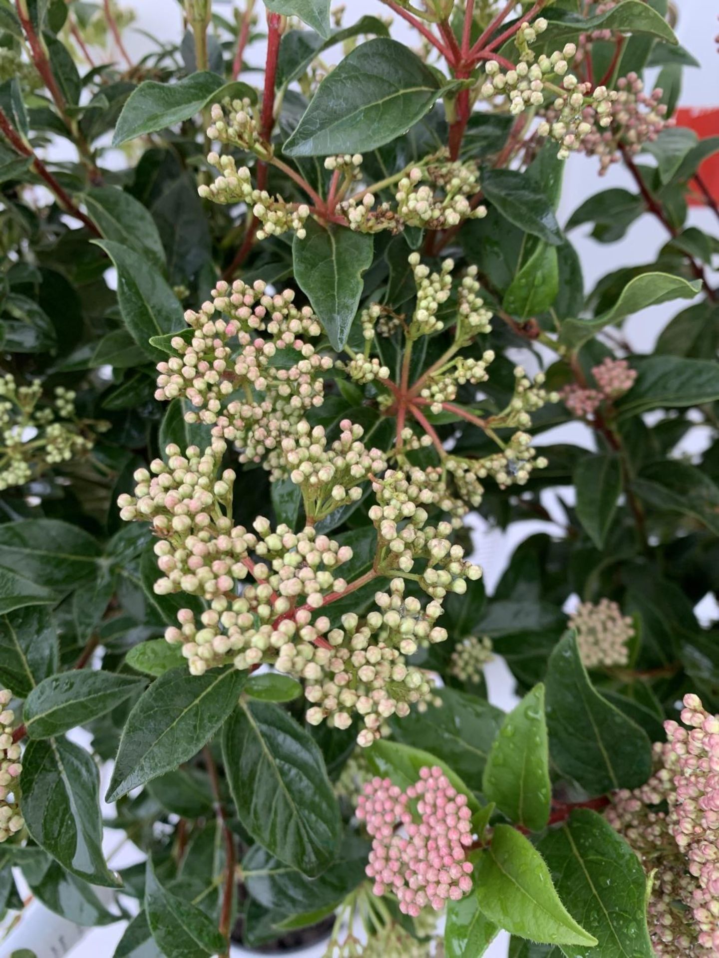 TWO VIBURNUM 'EVE PRICE' STANDARD TREES APPROX 110CM IN HEIGHT IN 5 LTR POTS PLUS VAT TO BE SOLD FOR - Image 6 of 8