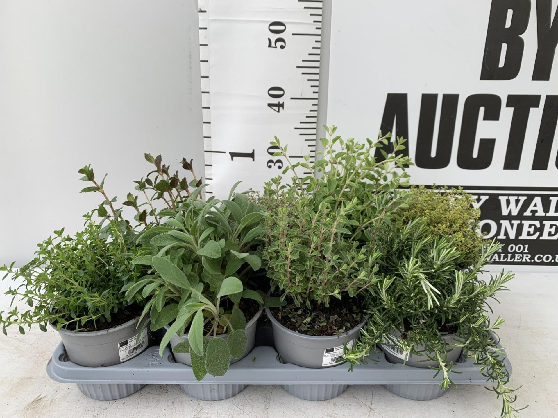 EIGHT MIXED HERBS IN 1 LITRE POTS TO INCLUDE ROSEMARY, THYME, MINT AND SAGE APPROX 30CM IN HEIGHT NO - Image 2 of 8