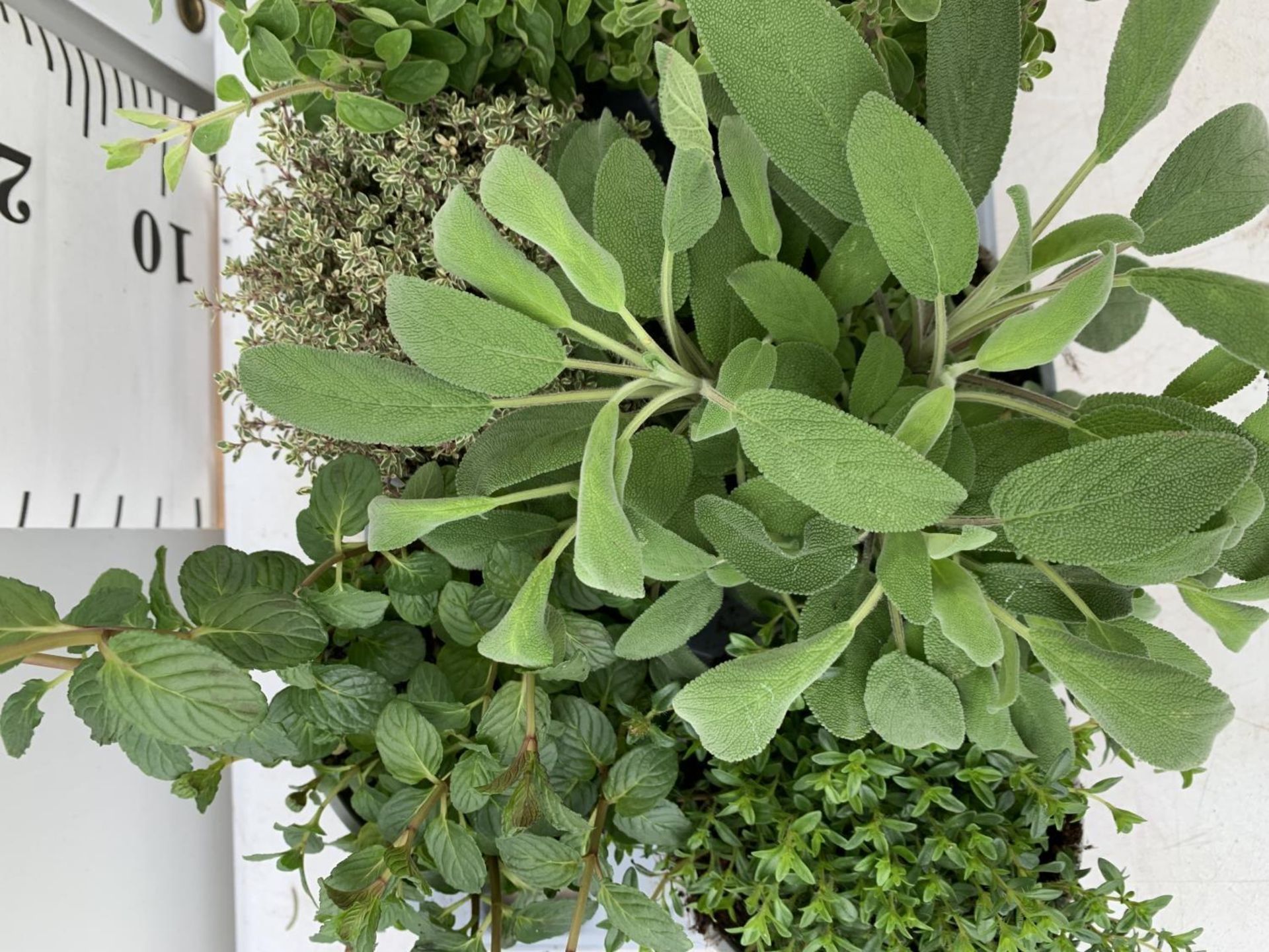 EIGHT MIXED HERBS IN 1 LITRE POTS TO INCLUDE ROSEMARY, THYME, MINT AND SAGE APPROX 30CM IN HEIGHT NO - Image 5 of 8