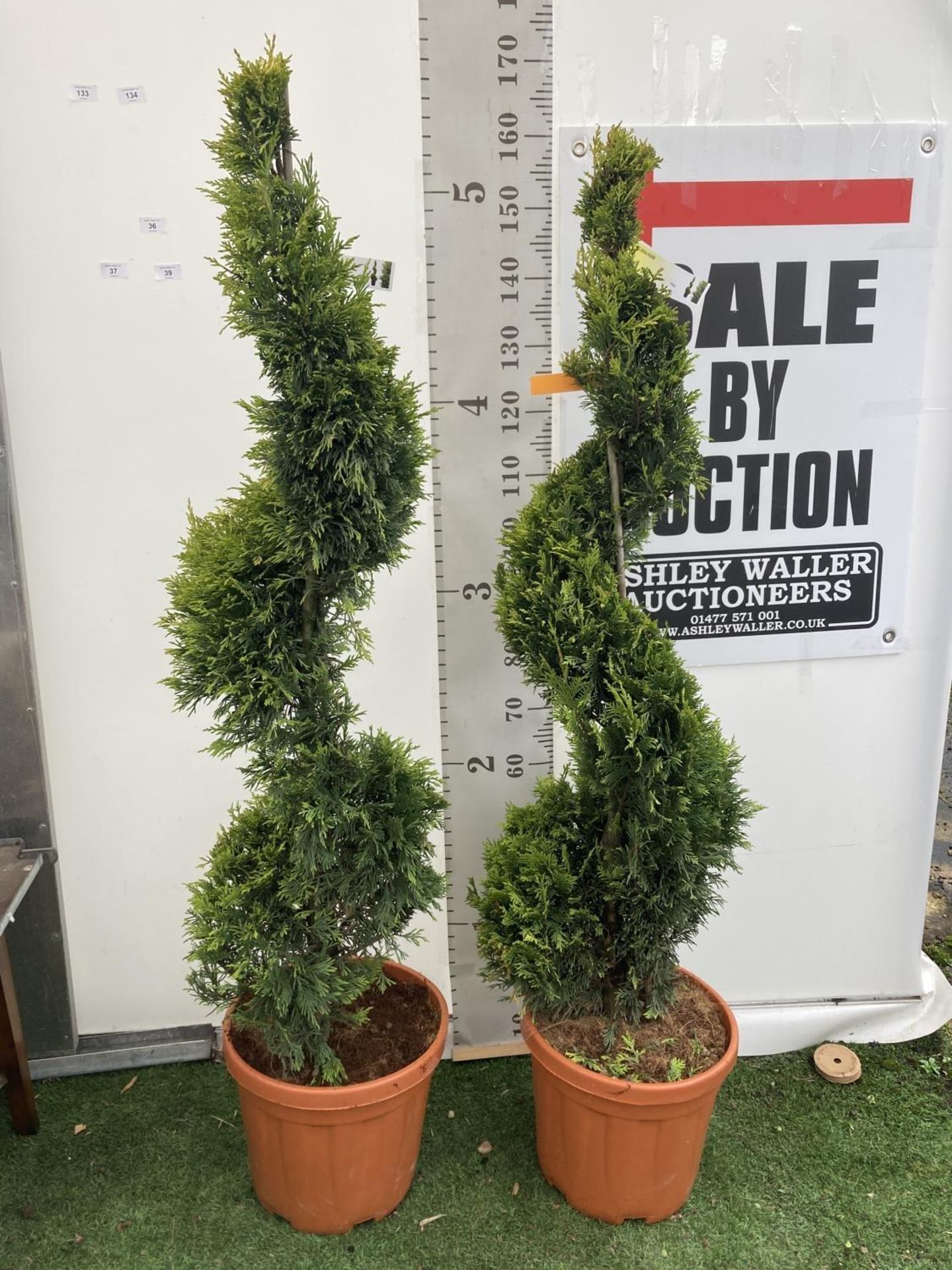TWO SPIRAL CUPRESSOCYPARIS LEYLANDII 'GOLD RIDER' OVER 150CM IN HEIGHT IN 15LTR POTS TO BE SOLD