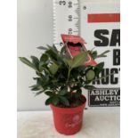 ONE RHODODENDRON INKARHO 'KARL NAUE' RED IN A 5 LTR POT APPROX 65CM IN HEIGHT PLUS VAT