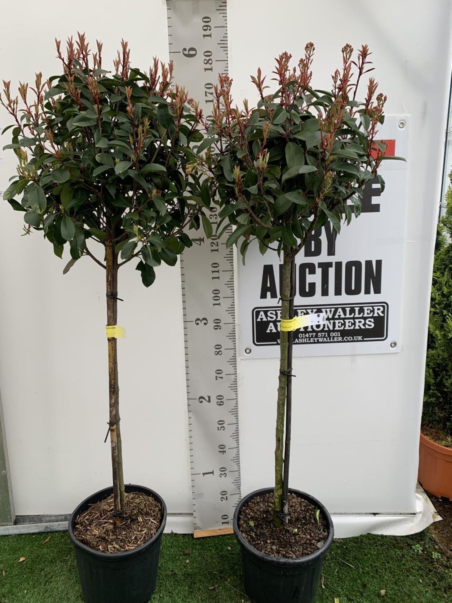 TWO PHOTINIA FRASERI 'RED ROBIN' STANDARD TREES APPROX 180CM IN HEIGHT IN 15 LTR POTS PLUS VAT TO BE