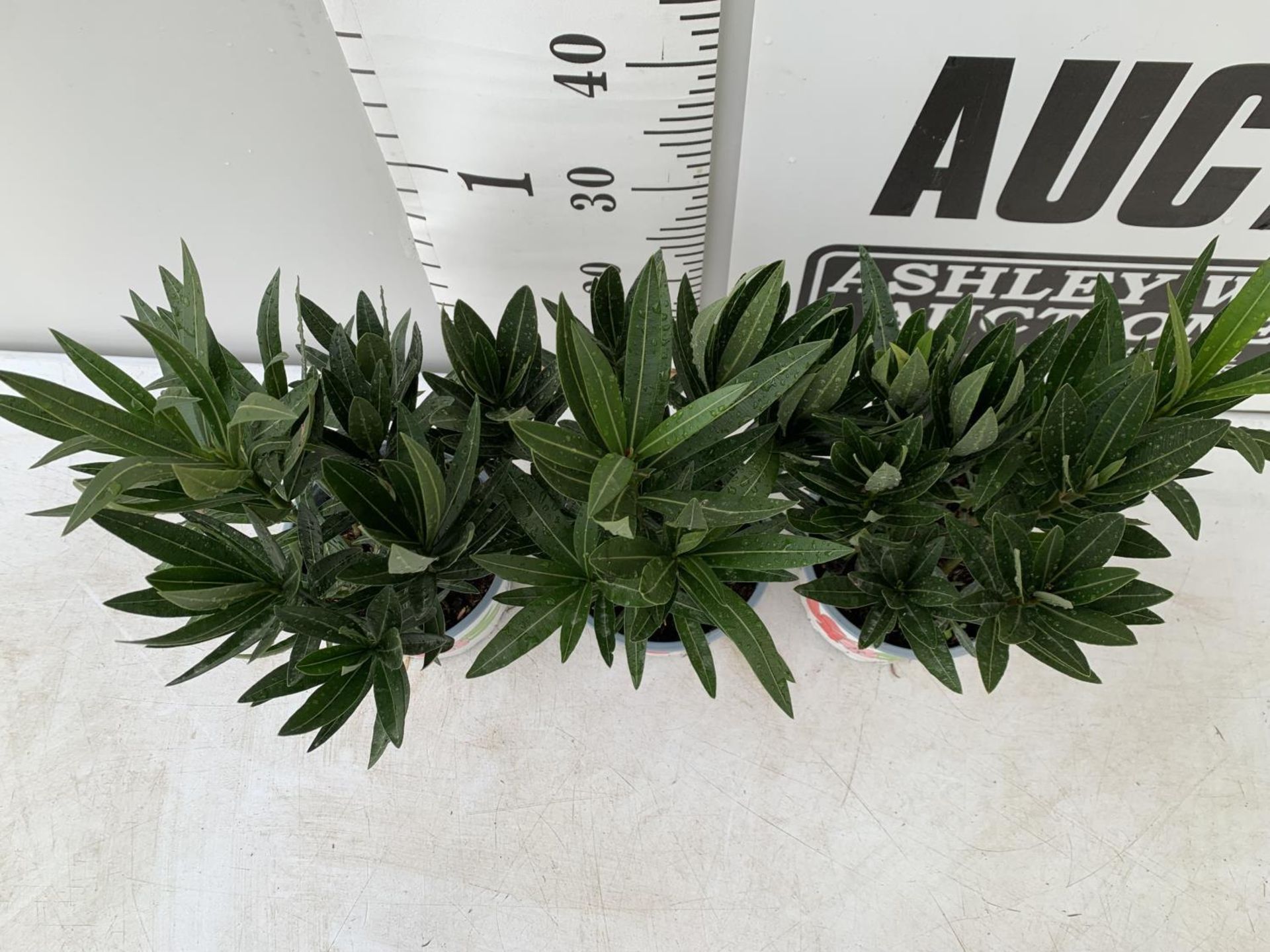 THREE NERIUM OLEANDER PLANTS IN 2 LTR POTS APPROX 45CM IN HEIGHT PLUS VAT TO BE SOLD FOR THE THREE - Image 4 of 10