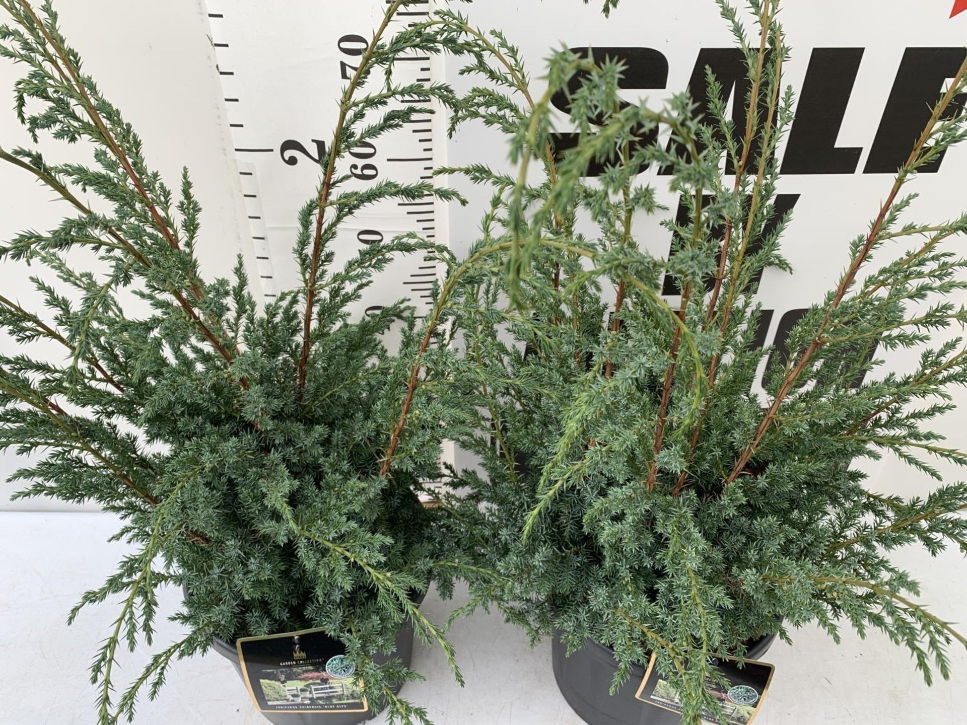 TWO JUNIPERUS CHINENSIS 'BLUE ALPS' IN 7 LTR POTS APPROX 1 METRE IN HEIGHT PLUS VAT TO BE SOLD FOR - Image 9 of 10