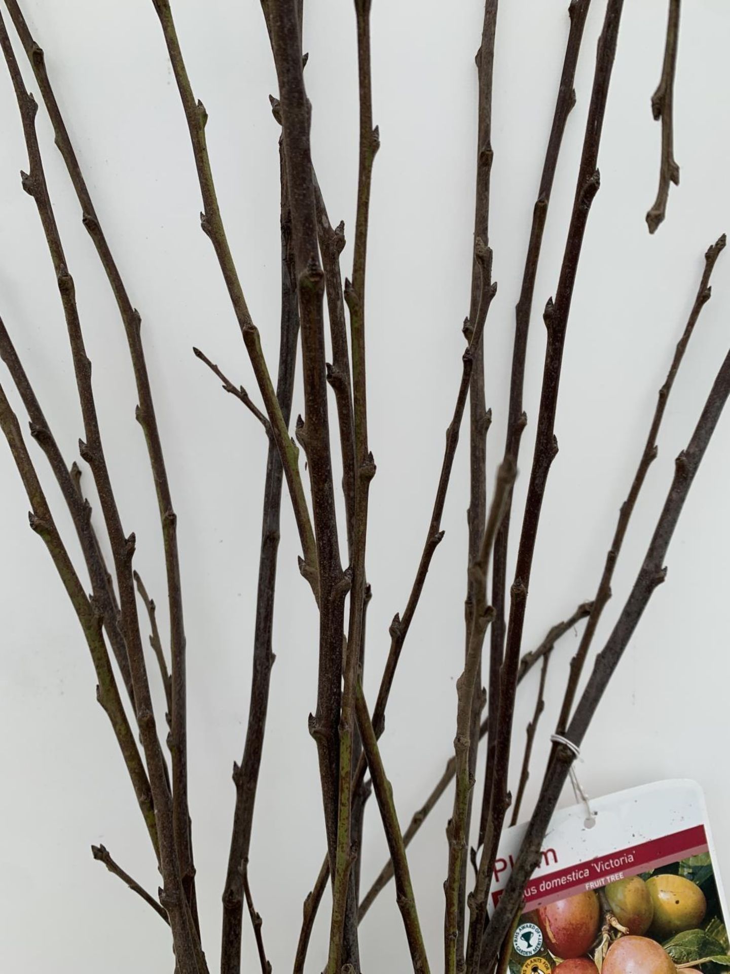 FIVE PLUM BARE ROOT FRUITING TREES PRUNUS DOMESTICA 'VICTORIA' OVER 2 METRES IN HEIGHT NO VAT TO - Image 3 of 8