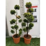 TWO POM POM TREES CUPRESSOCYPARIS LEYLANDII 'GOLD RIDER' APPROX 160CM IN HEIGHT IN 15 LTR POTS