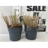 TWO ORNAMENTAL GRASSES 'MISCANTHUS FLAMINGO' IN 10 LITRE POTS APPROX 30CM IN HEIGHT PLUS VAT TO BE
