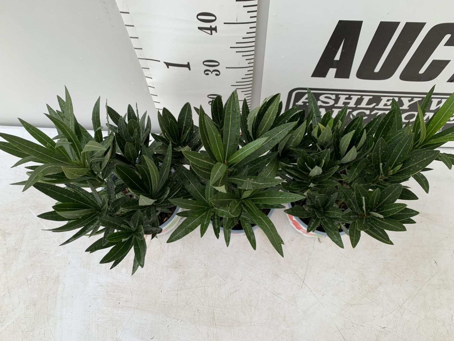 THREE NERIUM OLEANDER PLANTS IN 2 LTR POTS APPROX 45CM IN HEIGHT PLUS VAT TO BE SOLD FOR THE THREE - Image 3 of 10