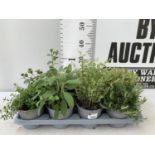 EIGHT MIXED HERBS IN 1 LITRE POTS TO INCLUDE ROSEMARY, THYME, MINT AND SAGE APPROX 30CM IN HEIGHT NO