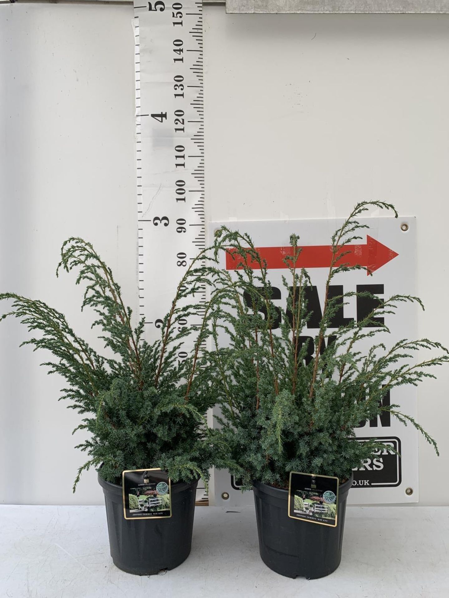 TWO JUNIPERUS CHINENSIS 'BLUE ALPS' IN 7 LTR POTS APPROX 1 METRE IN HEIGHT PLUS VAT TO BE SOLD FOR