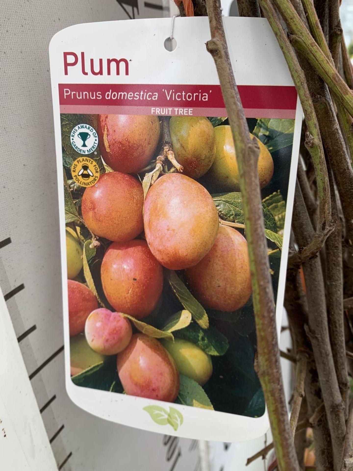 FIVE PLUM BARE ROOT FRUITING TREES PRUNUS DOMESTICA 'VICTORIA' OVER 2 METRES IN HEIGHT NO VAT TO - Image 8 of 8