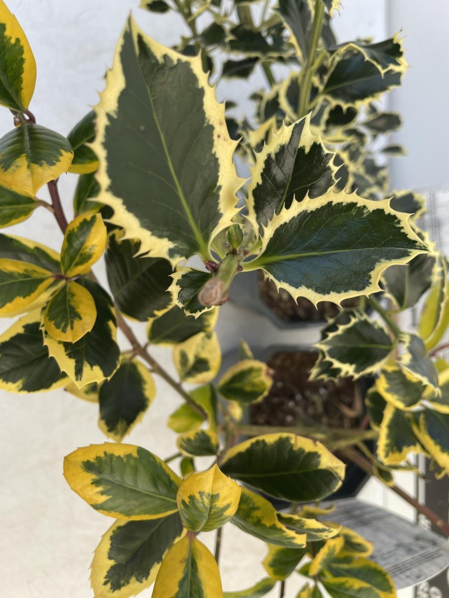 TWO ILEX AQUIFOLIUM HOLLY 'GOLDEN KING' AND ARGENTEA MARGINATA' IN 2 LTR POTS PLUS VAT TO BE SOLD - Image 3 of 5