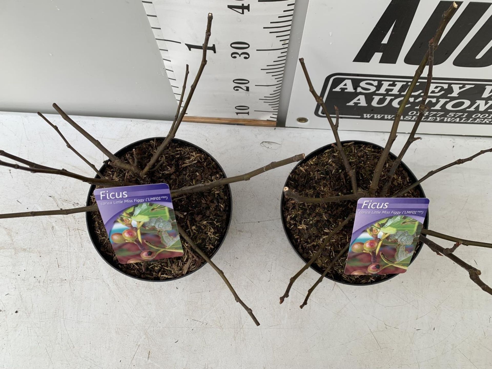 TWO FIGS 'LITTLE MISS FIGGY' IN 5 LTR POTS OVER 40CM IN HEIGHT NO VAT TO BE SOLD FOR THE TWO - Image 4 of 8