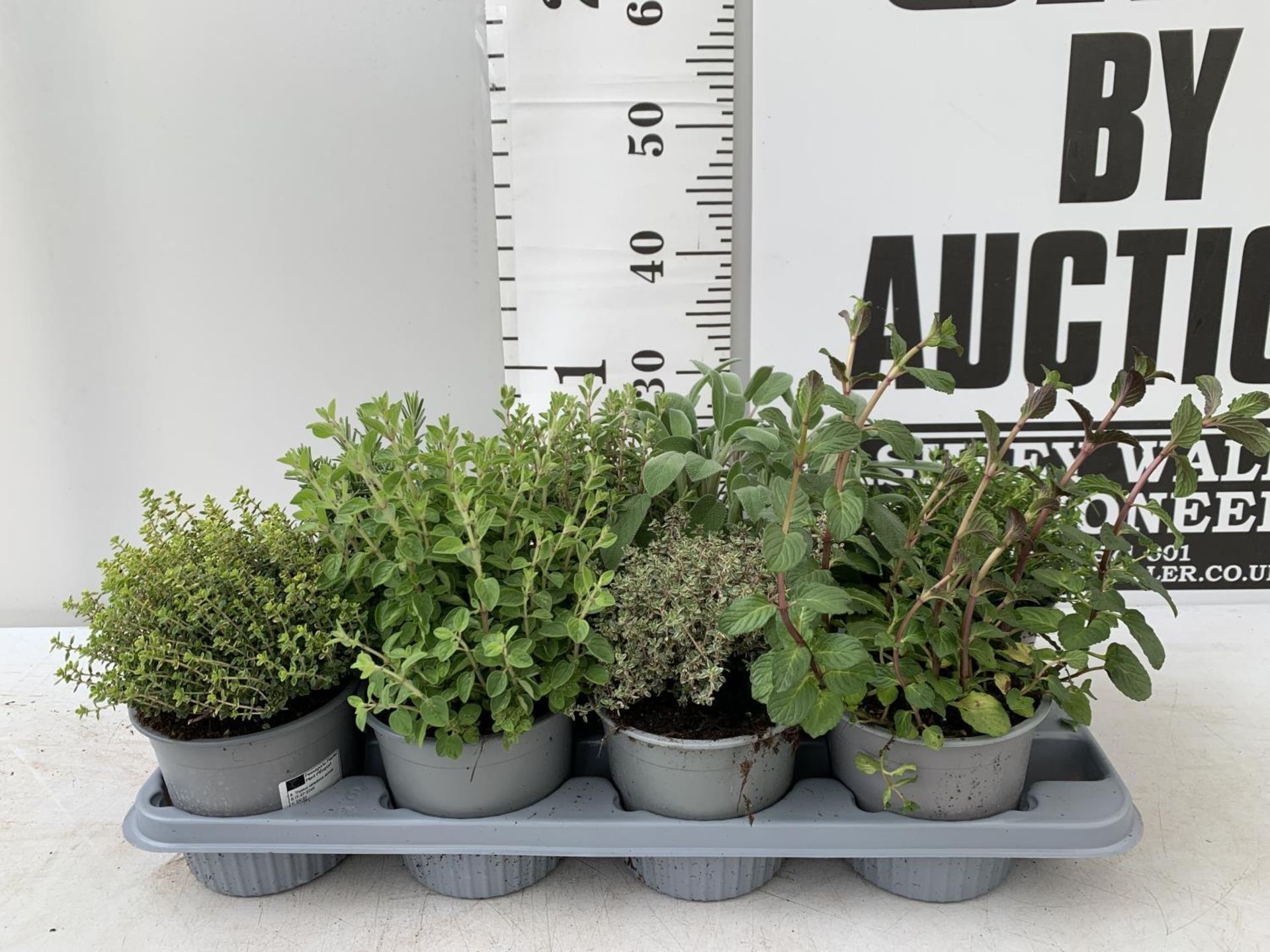 EIGHT MIXED HERBS IN 1 LITRE POTS TO INCLUDE ROSEMARY, THYME, MINT AND SAGE APPROX 30CM IN HEIGHT NO - Image 2 of 10