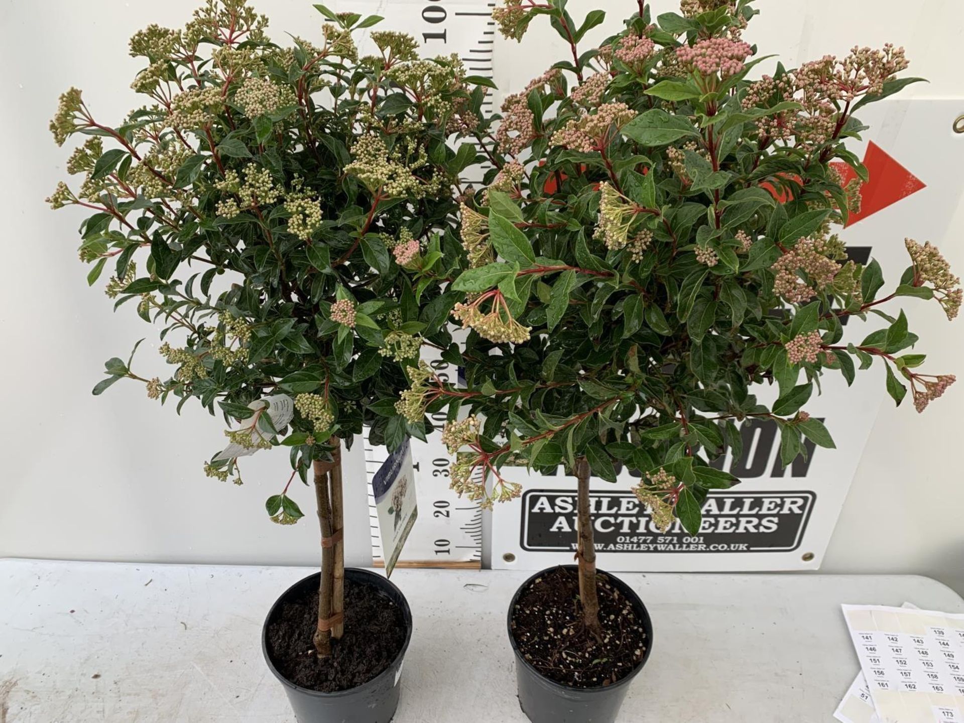 TWO VIBURNUM 'EVE PRICE' STANDARD TREES APPROX 110CM IN HEIGHT IN 5 LTR POTS PLUS VAT TO BE SOLD FOR - Image 4 of 8
