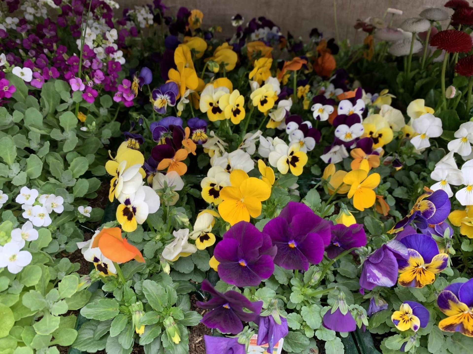 84 MIXED BEDDING PLANTS TO INCLUDE MIXED VIOLA , MIXED BELLIS ETC IN TRAYS OF 6 PLUS VAT TO BE - Image 6 of 10