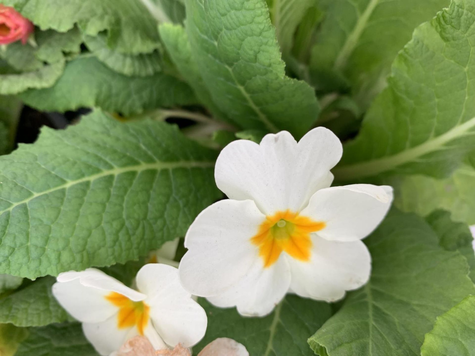 EIGHT DOUBLE PRIMROSE PLANTS ON A TRAY MIXED COLOURS PLUS VAT TO BE SOLD FOR THE EIGHT - Image 6 of 6