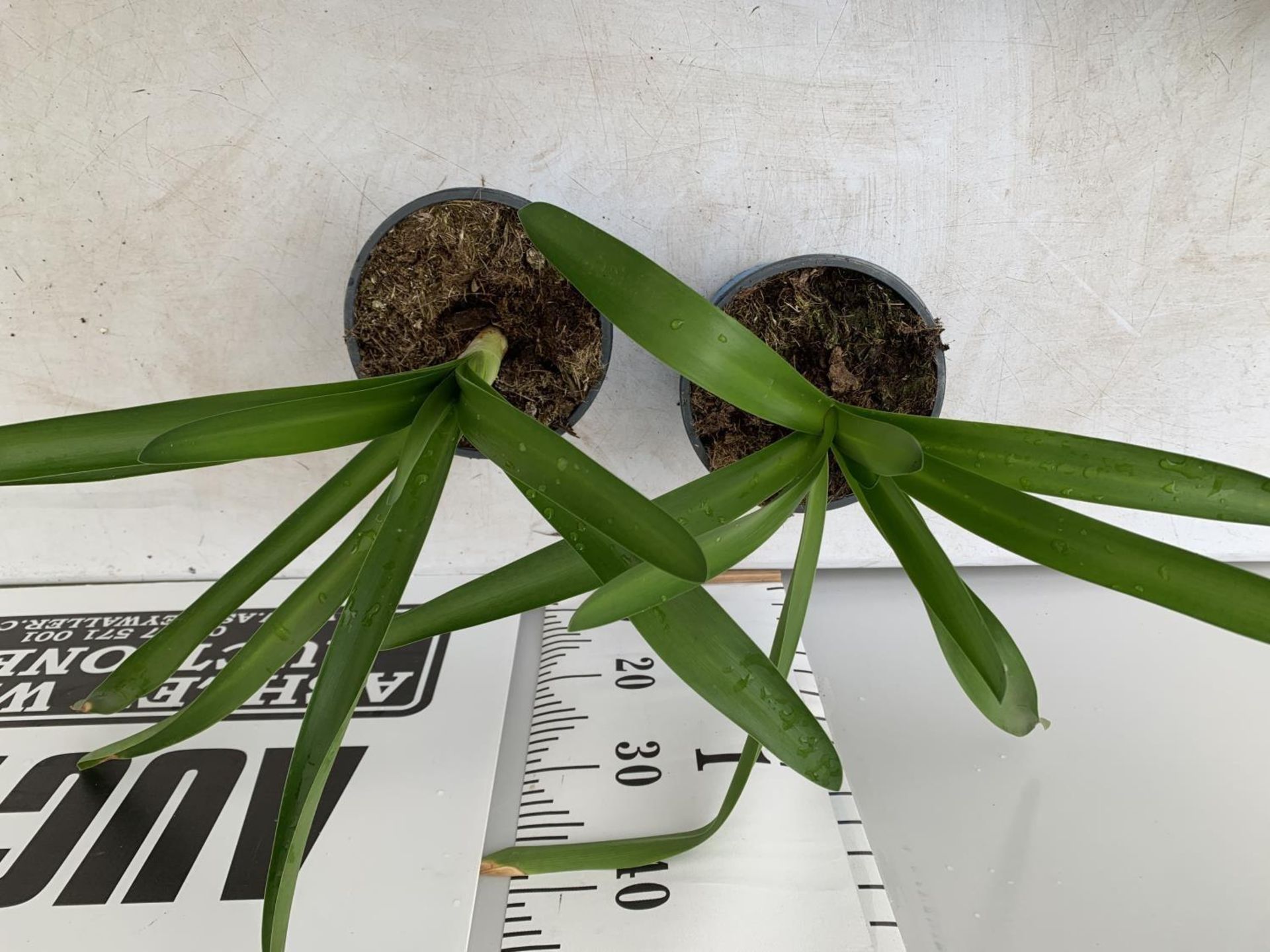 TWO AGAPANTHUS IN A 2 LTR POT APPROX 50CM IN HEIGHT PLUS VAT TO BE SOLD FOR THE TWO - Image 4 of 12