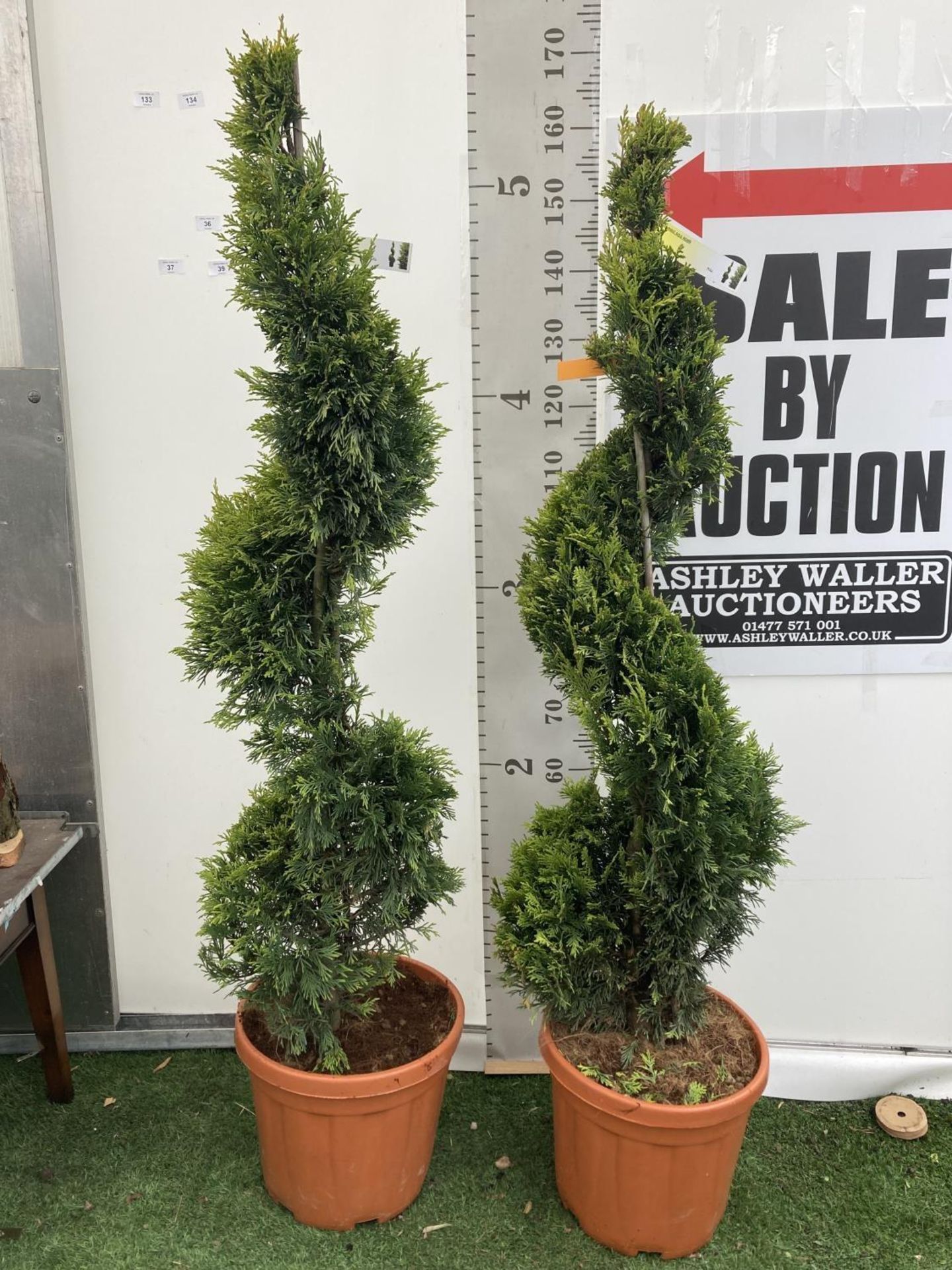 TWO SPIRAL CUPRESSOCYPARIS LEYLANDII 'GOLD RIDER' OVER 150CM IN HEIGHT IN 15LTR POTS TO BE SOLD - Image 2 of 5