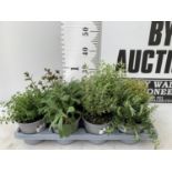 EIGHT MIXED HERBS IN 1 LITRE POTS TO INCLUDE ROSEMARY, THYME, MINT AND SAGE APPROX 30CM IN HEIGHT NO