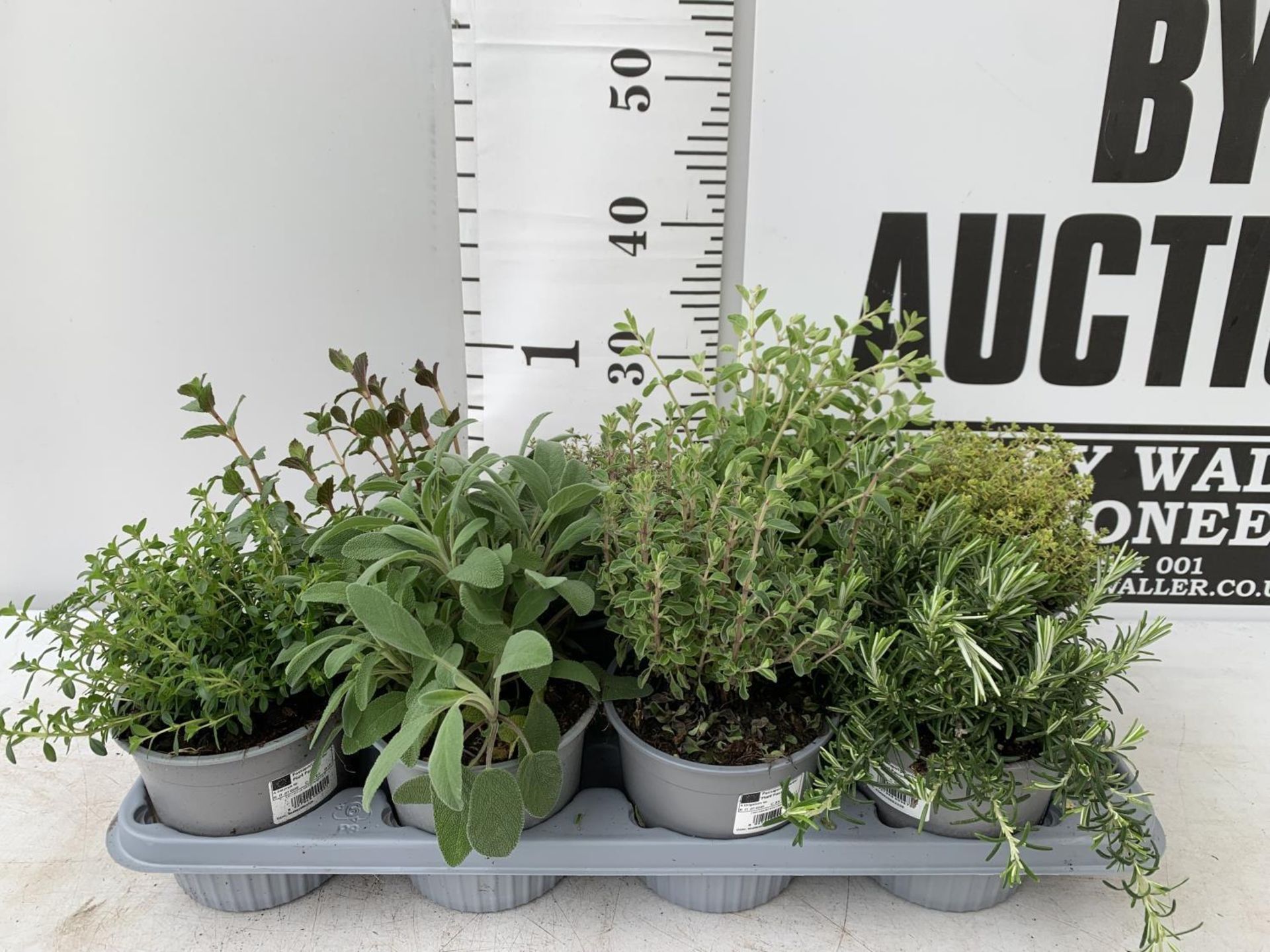 EIGHT MIXED HERBS IN 1 LITRE POTS TO INCLUDE ROSEMARY, THYME, MINT AND SAGE APPROX 30CM IN HEIGHT NO