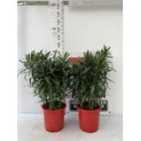 TWO OLEANDER PLANTS APPROX 90CM IN HEIGHT IN 10 LTR POTS TO BE SOLD FOR THE TWO PLUS VAT