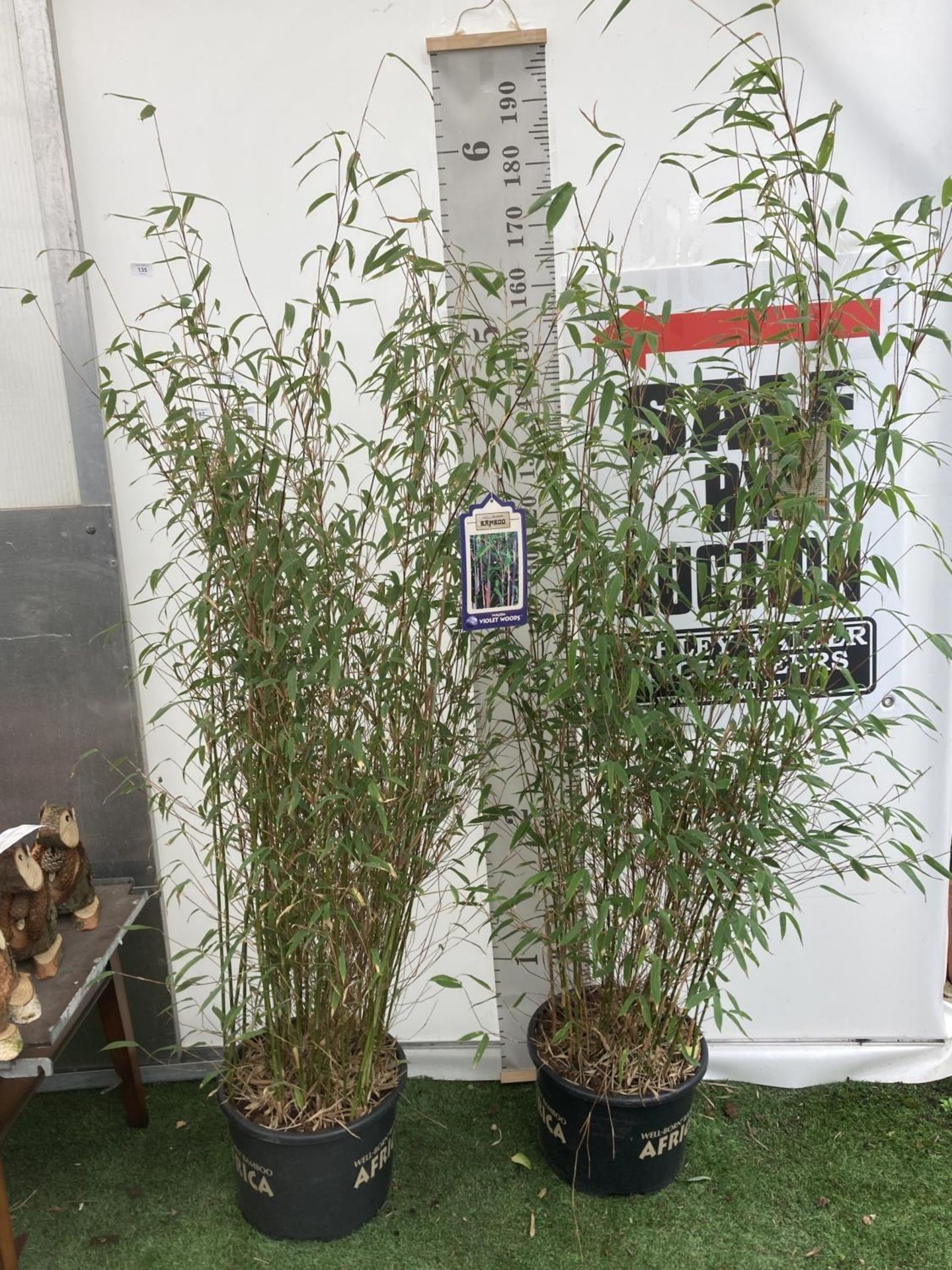 TWO LARGE BAMBOO FARGESIA 'VIOLET WOODS' APPROX 180CM IN HEIGHT IN 10 LTR POTS PLUS VAT TO BE SOLD - Image 2 of 6