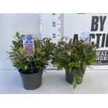 TWO LEUCOTHOE 'ZEBLED' APPROX 40CM IN HEIGHT IN 2 LTR POTS PLUS VAT TO BE SOLD FOR THE TWO