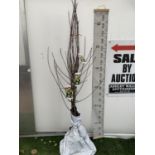 FIVE BARE ROOT FRUTING APPLE TREES MALUS DOMESTICA 'GOLDEN DELICIOUS' OVER 2 METRES IN HEIGHT NO VAT