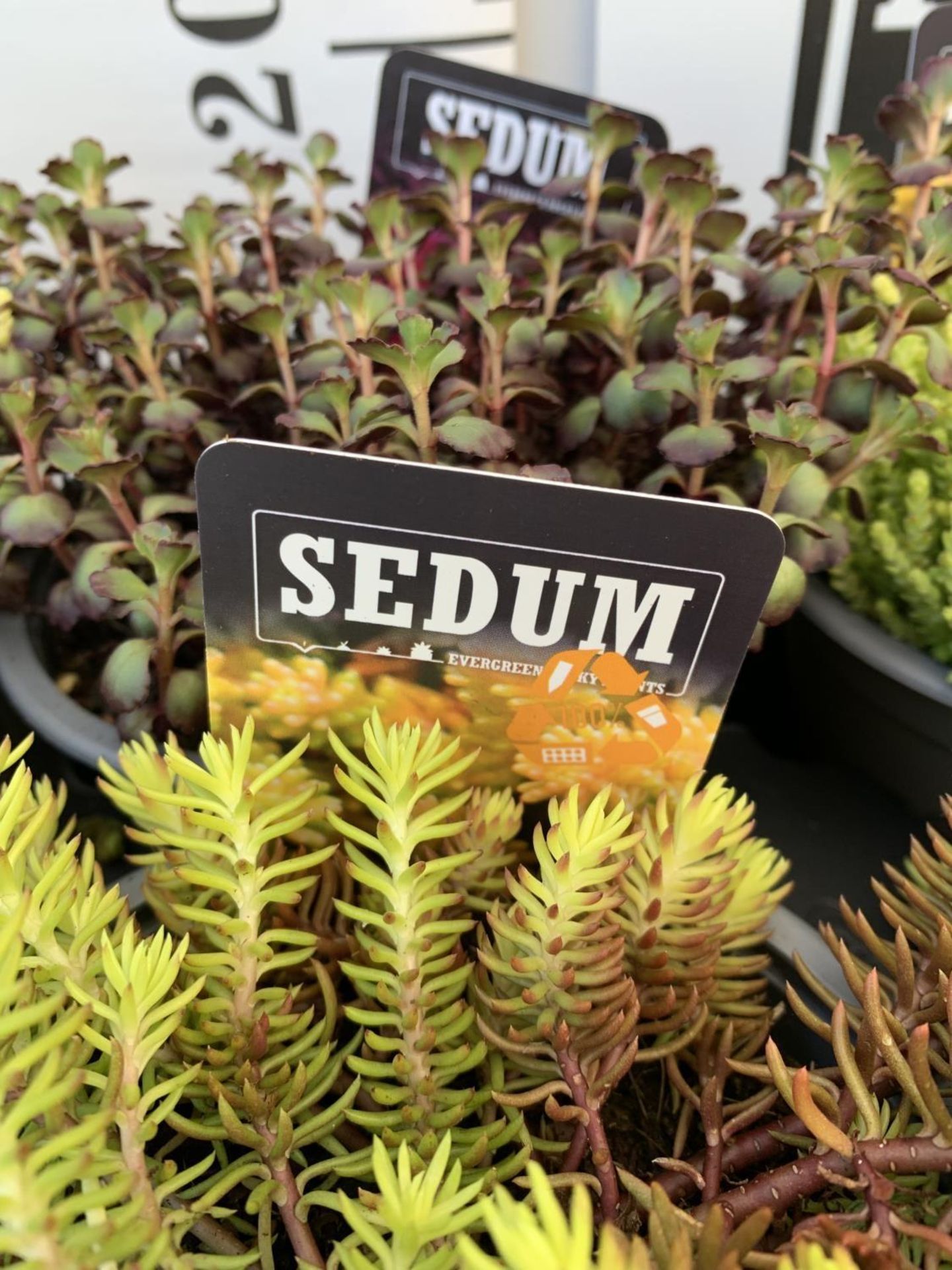 EIGHT VARIOUS EVERGREEN SEDUM IN P14 POTS PLUS VAT TO BE SOLD FOR THE EIGHT - Image 12 of 20